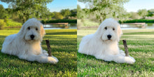 Load image into Gallery viewer, Furry Friends Pet Lightroom Presets
