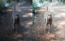 Load image into Gallery viewer, Furry Friends Pet Lightroom Presets
